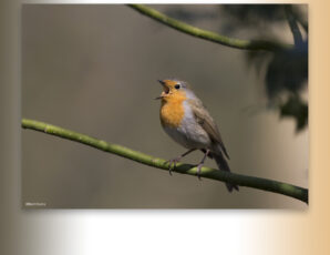 Vroege vogel wandeling op het Springendal