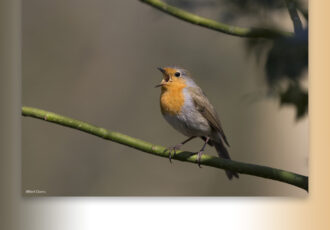 Vroege vogel wandeling op het Springendal