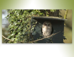 Nesten broedende vogels weer live te volgen