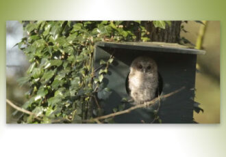 Nesten broedende vogels weer live te volgen