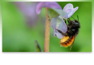 Nationale Bijentelling van start! Welke bijen gaan tellers dit jaar zien?