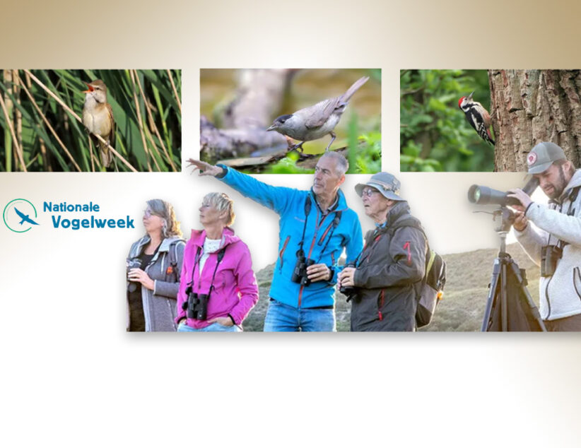 Op pad met ervaren excursieleiders in de Nationale Vogelweek