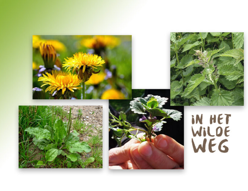 Op zoek naar eetbare wilde planten