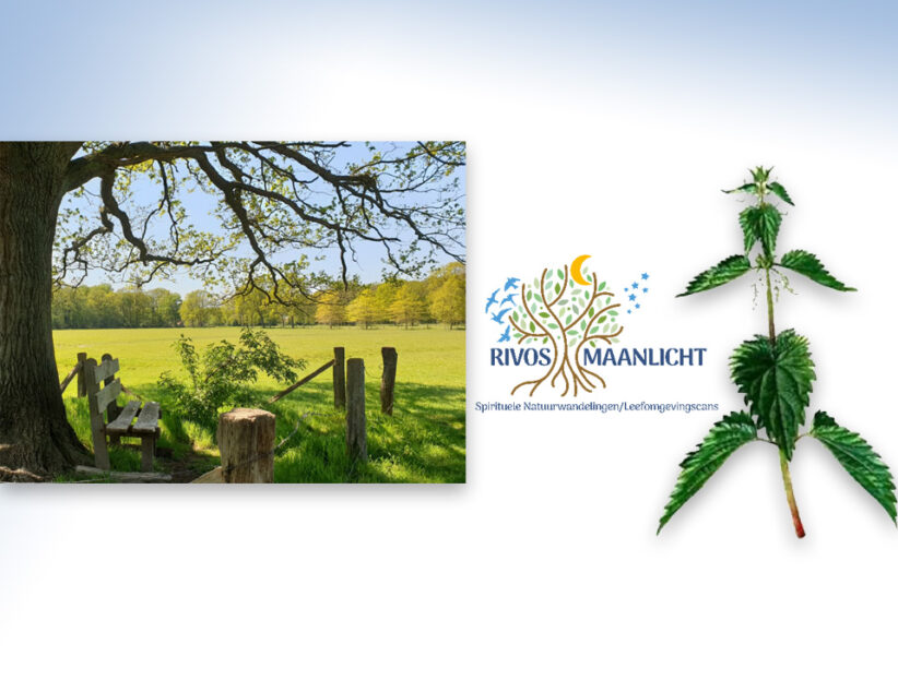 Workshop:geneeskrachtige/eetbare kruiden