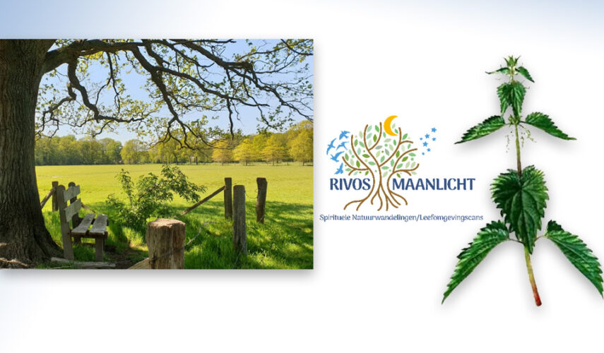 Workshop:geneeskrachtige/eetbare kruiden