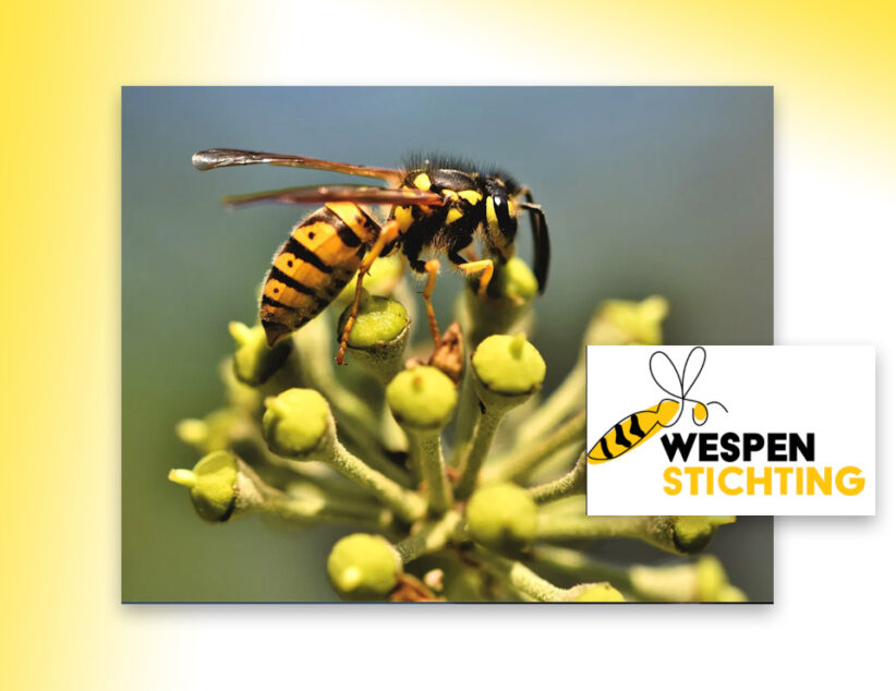 Na Jaar van de wesp nu een goed wespenjaar?