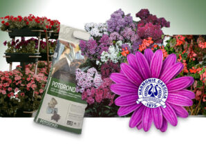 Bloemenactie Harmonie Caecilia