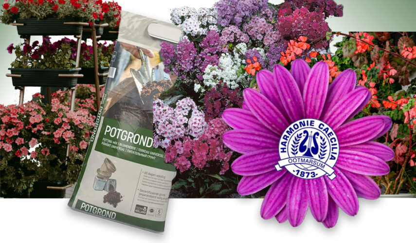Bloemenactie Harmonie Caecilia