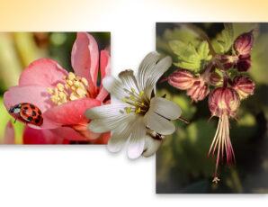 De lente door Henriet in beeld gebracht