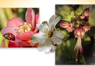 De lente door Henriet in beeld gebracht