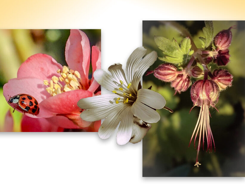 De lente door Henriet in beeld gebracht