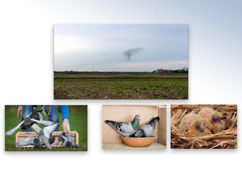 Spannende strijd tussen duiven Senger en Meijers