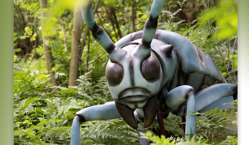 Grote Insecten veroveren deze zomer Natura Docet