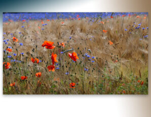 Hoe mooi is onze natuur rondom Ootmarsum