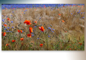 Hoe mooi is onze natuur rondom Ootmarsum