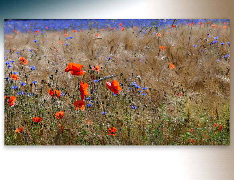 Hoe mooi is onze natuur rondom Ootmarsum