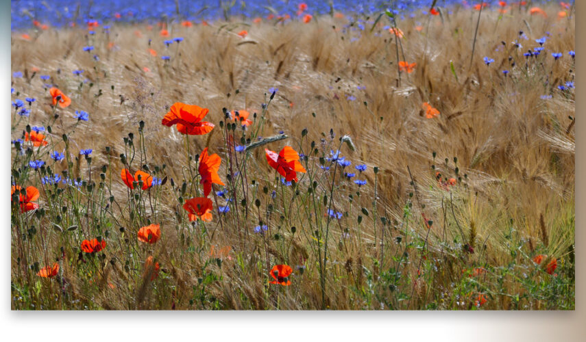 Hoe mooi is onze natuur rondom Ootmarsum