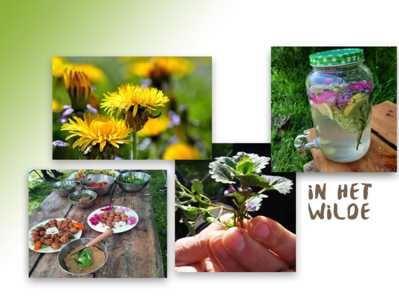 Eetbare wilde plantenwandeling