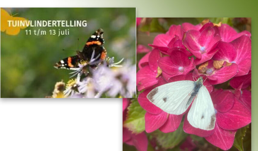 Tel mee met de Tuinvlindertelling 2025
