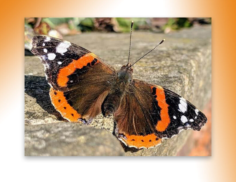 Iets meer vlinders in razend spannende Tuinvlindertelling