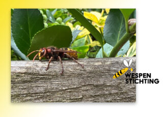 Limonadewesp weer op 1 in Nationale Wespentelling