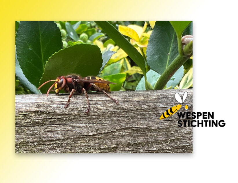 Limonadewesp weer op 1 in Nationale Wespentelling