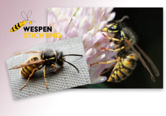 Zijn er echt meer wespen dit jaar?