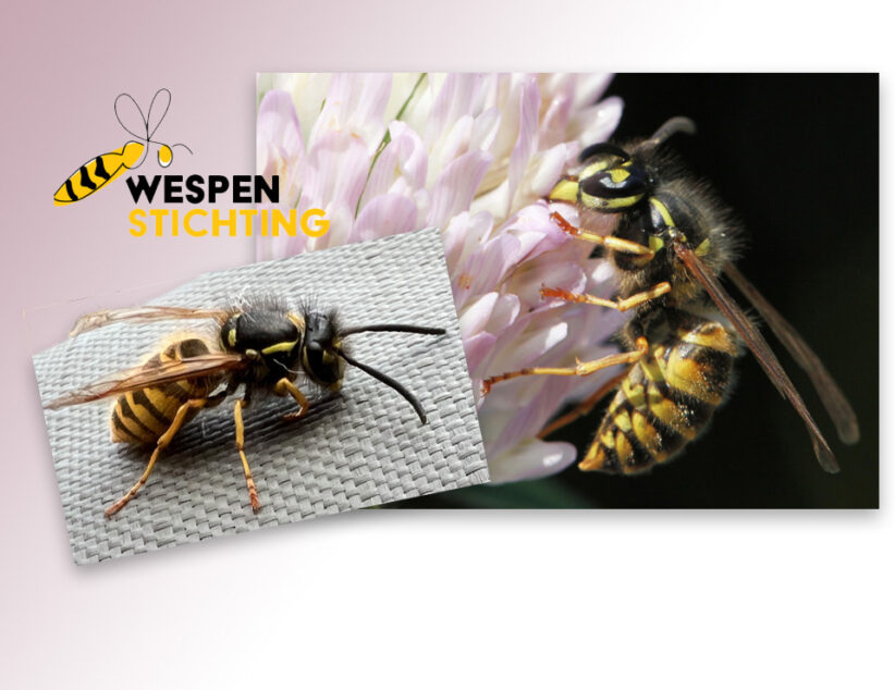 Zijn er echt meer wespen dit jaar?