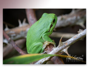 Boomkikker ‘ gevangen’ door Paul Eertman