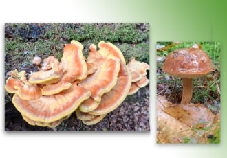 Eetbare paddenstoelen herkennen en gebruiken