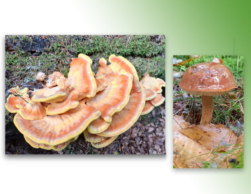 Eetbare paddenstoelen herkennen en gebruiken