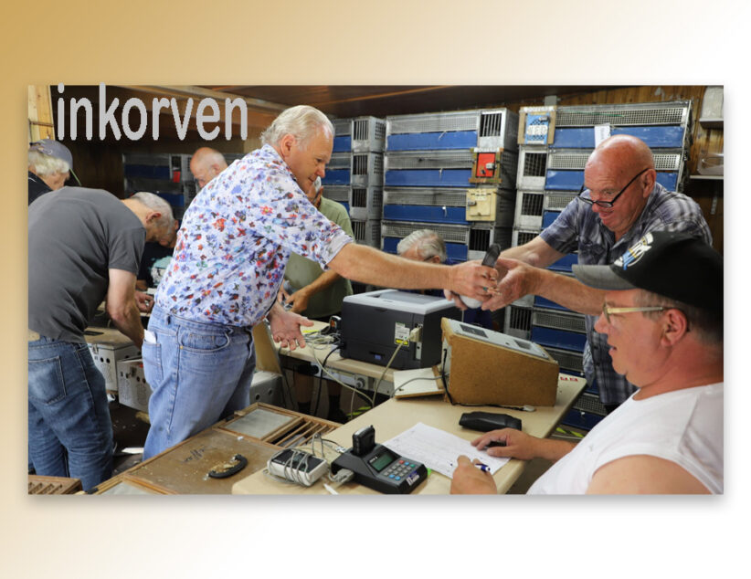 Laatste officiële vlucht postduiven voor Kas en Karel Meijers