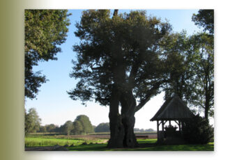 Uitreiking prijs ‘Meest geliefde boom van Overijssel’