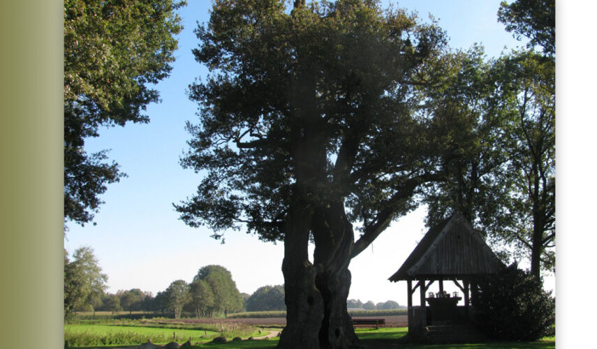 Uitreiking prijs ‘Meest geliefde boom van Overijssel’