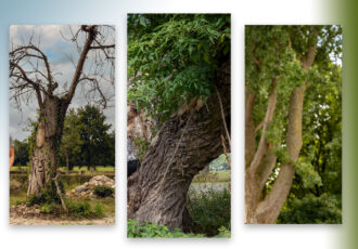 Winnaars fotowedstrijd ‘Meest geliefde boom van Overijssel’ bekend