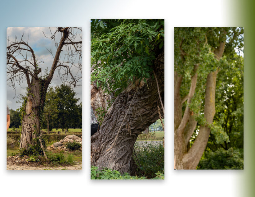 Winnaars fotowedstrijd ‘Meest geliefde boom van Overijssel’ bekend