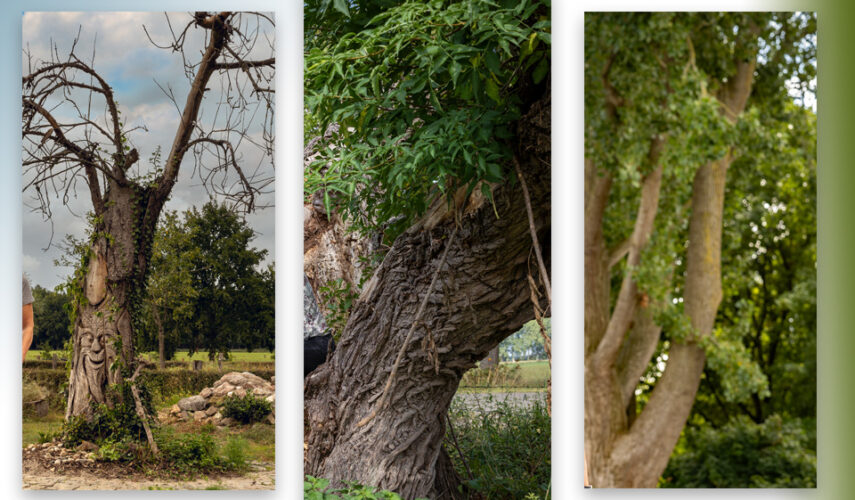 Winnaars fotowedstrijd ‘Meest geliefde boom van Overijssel’ bekend