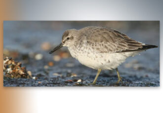 Vette trekvogels vliegen ver