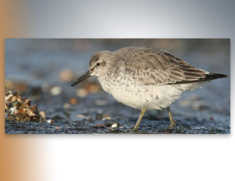 Vette trekvogels vliegen ver