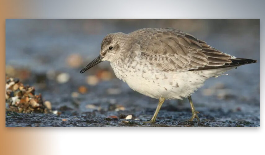 Vette trekvogels vliegen ver