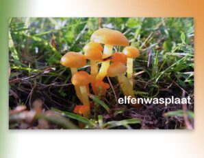 Paddenstoelen prachtig in beeld gebracht