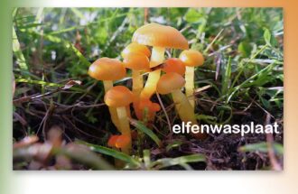 Paddenstoelen prachtig in beeld gebracht