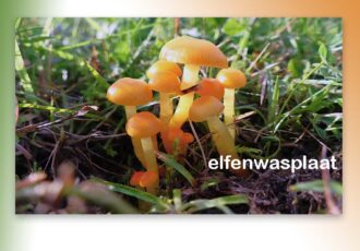 Paddenstoelen prachtig in beeld gebracht