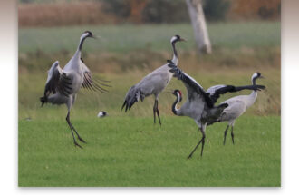 Kraanvogels in het Rehdener Moor