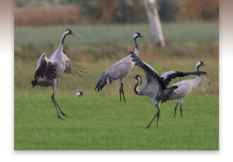Kraanvogels in het Rehdener Moor