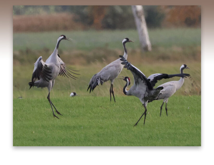 Kraanvogels in het Rehdener Moor