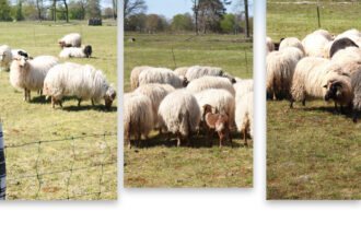Ondersteuning gevraagd voor schaapsherder