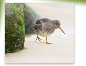 Onvergetelijke ervaring Vogelaars op het Texelse ‘vogelparadijs’