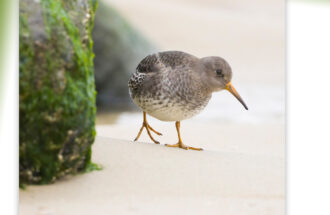 Onvergetelijke ervaring Vogelaars op het Texelse ‘vogelparadijs’