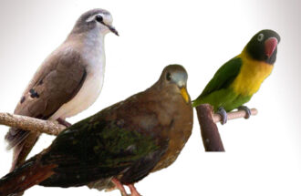 Vogelshow in het Damast